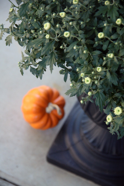 Close-up-of-Mum-and-pumpkin-faded