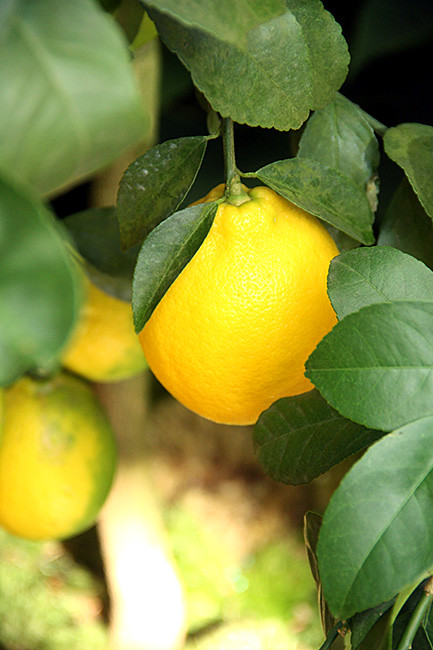 lemon