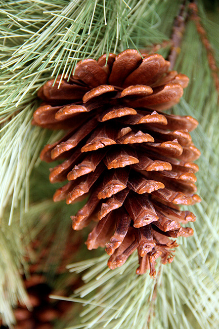 Pinecone