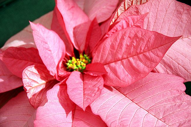 Pink-Poinsetta
