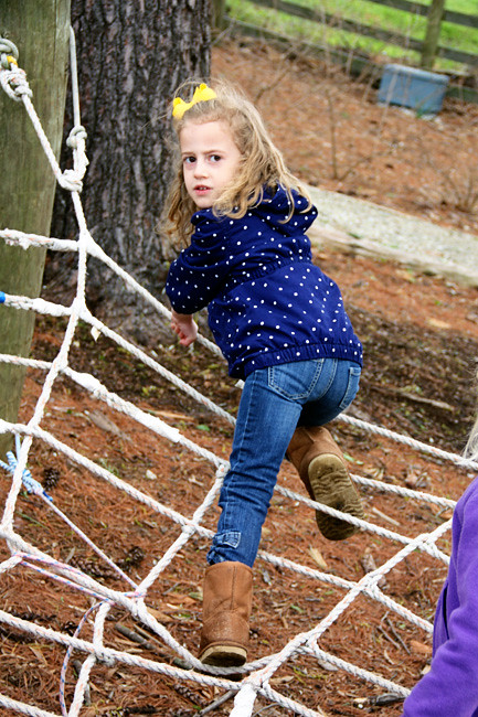 Aut-on-spiderweb