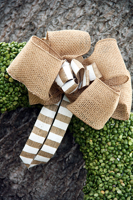 Done_Bow-Close-Up-Against-Tree