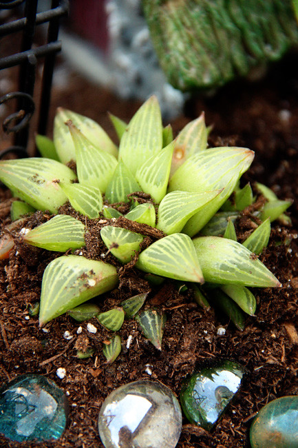 Succulent-close-up