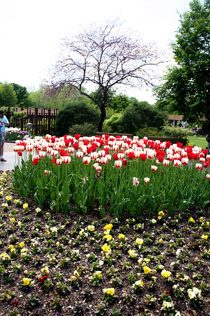tulips