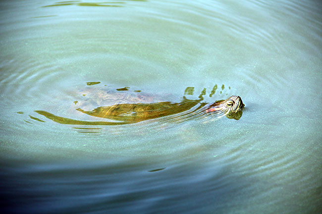 Turtle