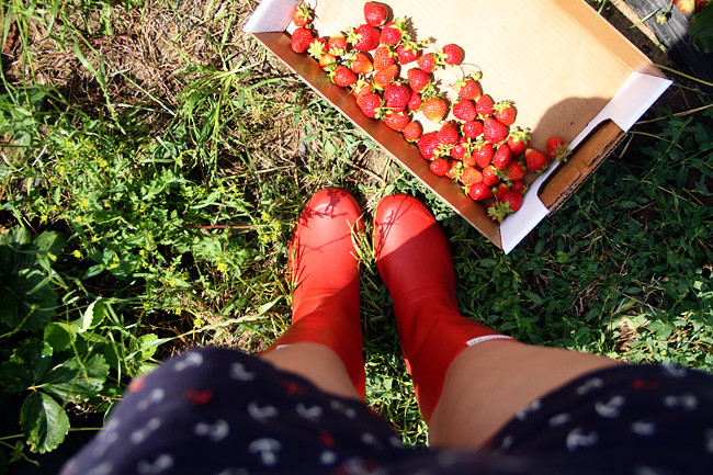 Strawberries-by-feet