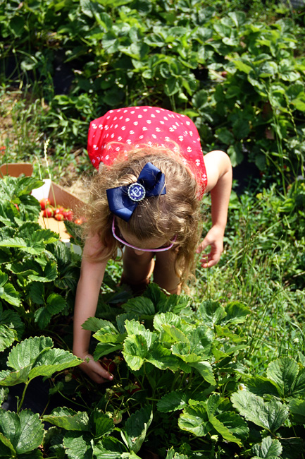 Aut-picking-a-berry