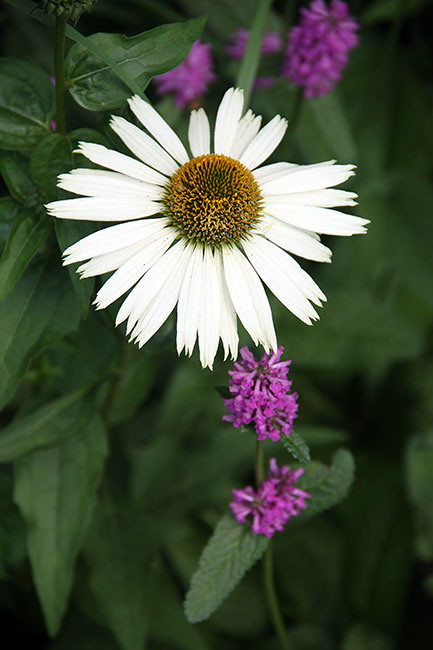 Highline_Shasta-daisy