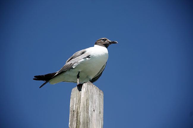 Dewey_seagull