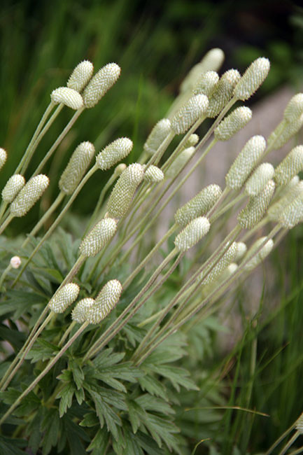 Highline_Green-plant