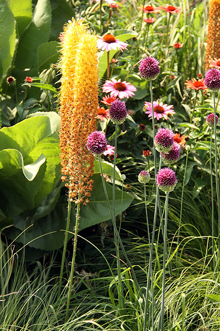 Highline_purple-and-yellow-flowers