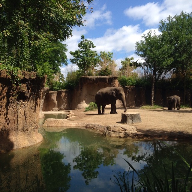 The elephants were an amazing site today at the zoo, I love reflection photos and had to share this gem. #latergram