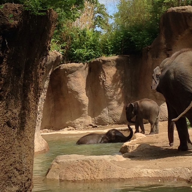 Couldn't resist sharing this photo, too... The elephants were just too adorable this morning at the zoo. One baby elephant was just swimming around in the water and having a good ole time and then when he wanted to get out the smaller baby was helping pul
