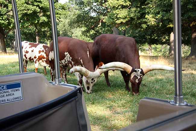 Tram_animals-with-horns