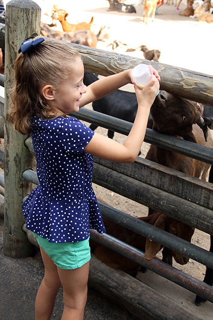 Goats_Aut-giving-milk