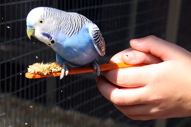 Bird_Aut-hand
