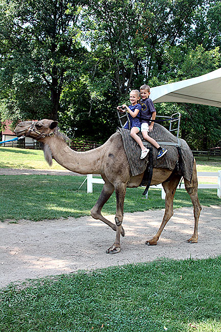 Camel