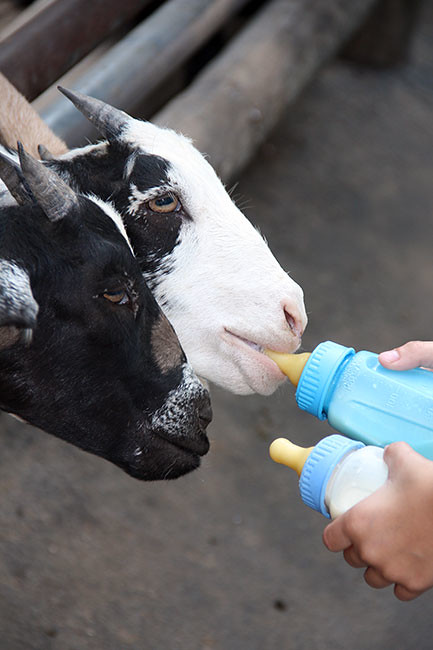 Goats_Close-up-Nat-feeding