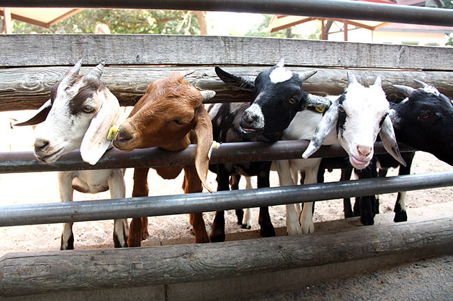 Goats