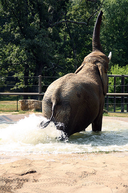Elephant_Trunk-up
