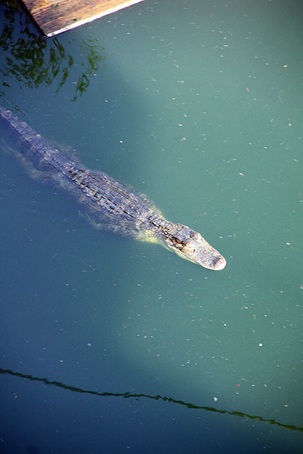 Fud_Croc