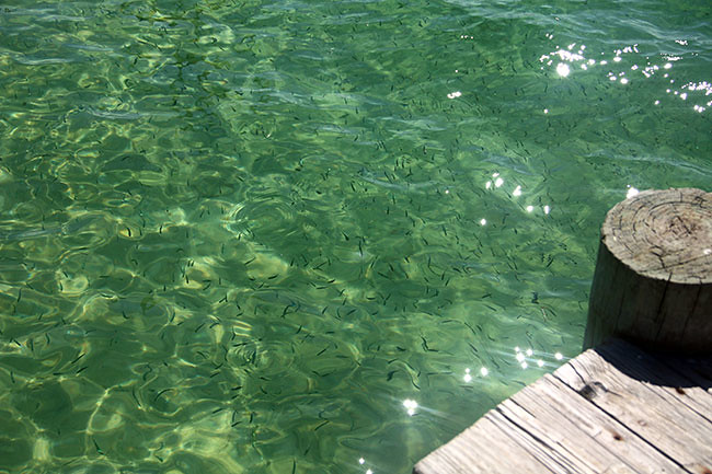 Dewey_fish