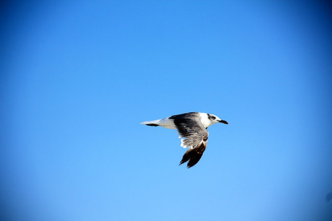 Seagull1