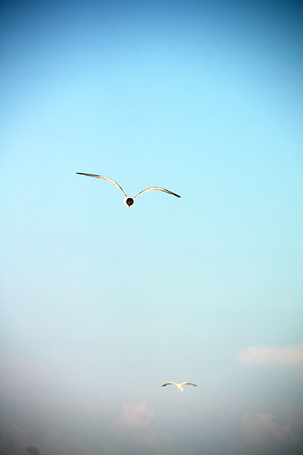 Seagulls2