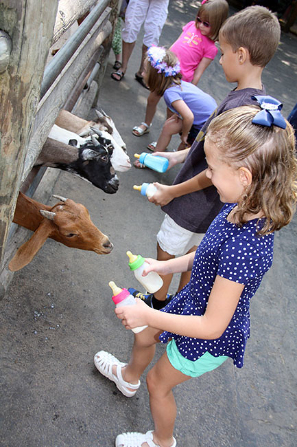 Goats_both-kids-feeding