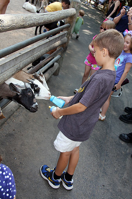 Goats_Nat