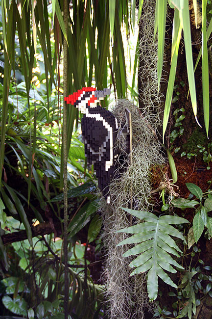 woodpecker
