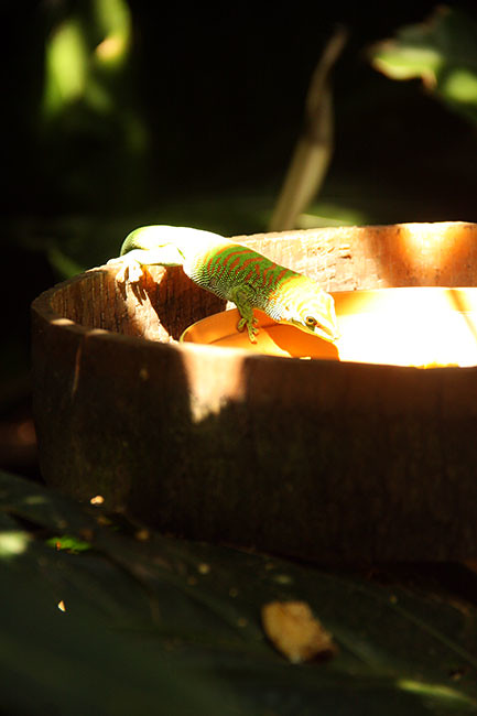 lizzard