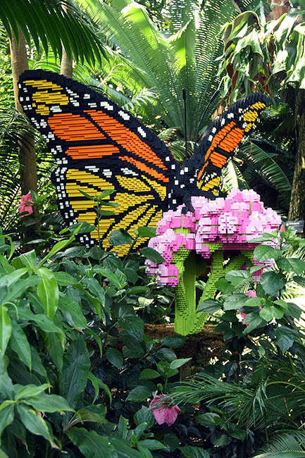 butterfly