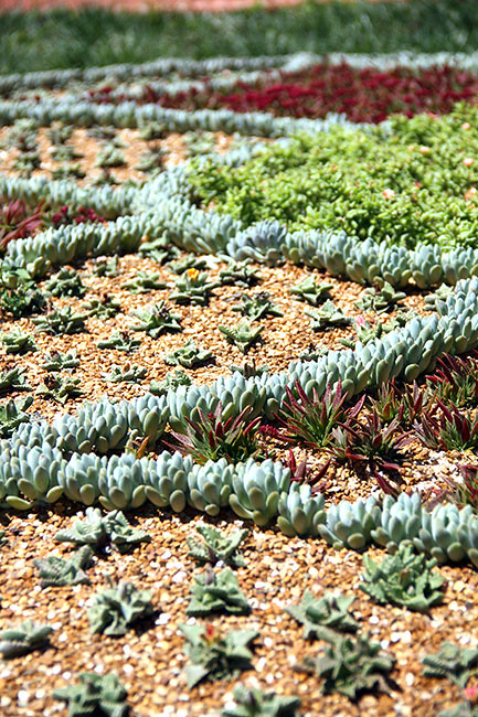 succulents
