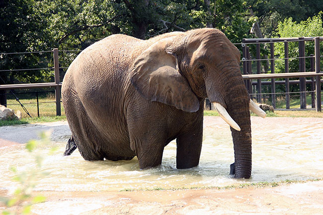 Elephant_In-water