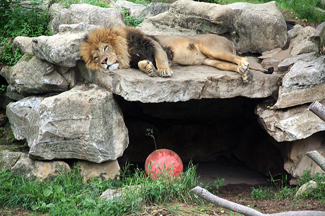 Lion