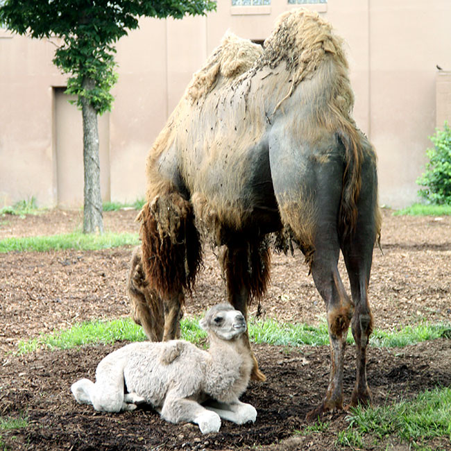 Camel