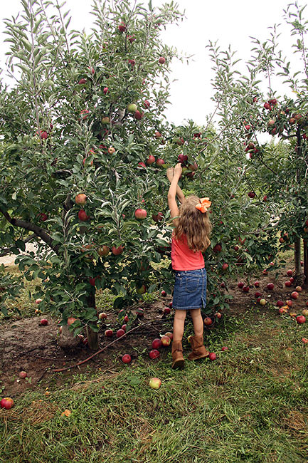 Aut-reaching-up-for-apple