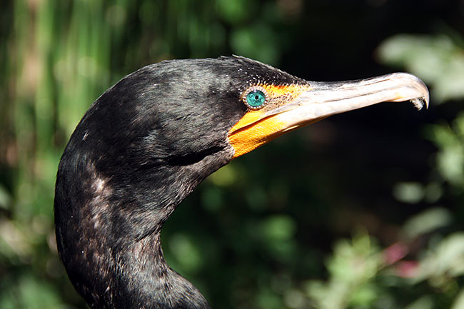 Pretty-bird