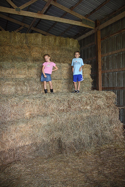 Up-high-on-hay