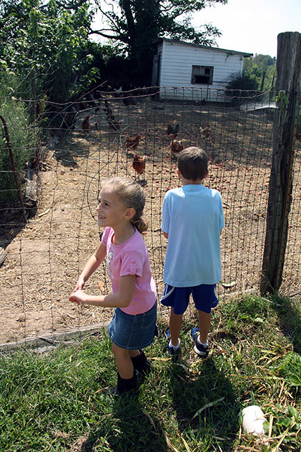 Chickens
