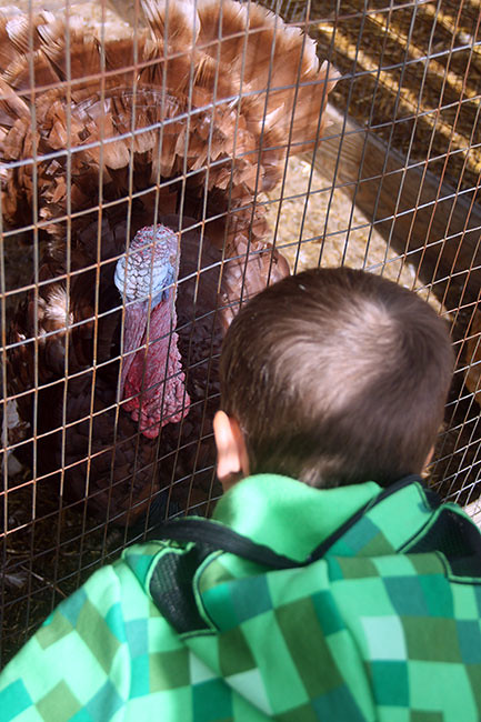 Nat-and-Turkey