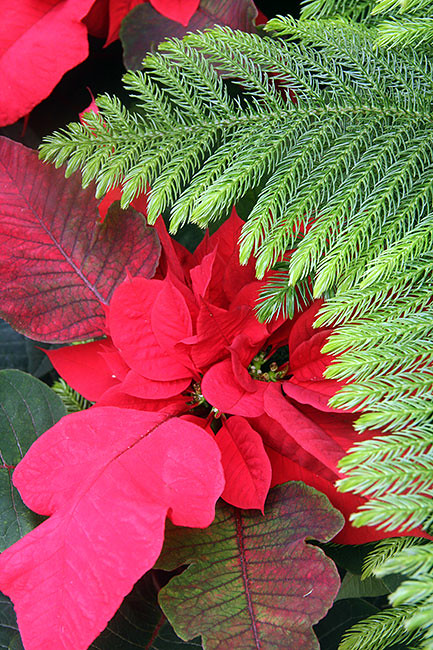 Poinsetta-and-Pine