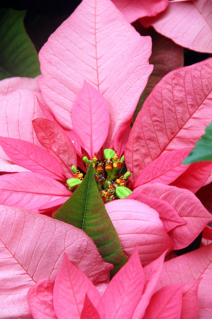 Pink-Poinsetta