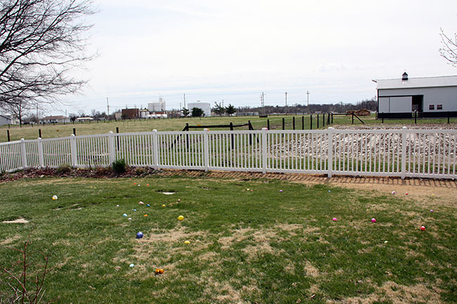 Eggs-in-Yard