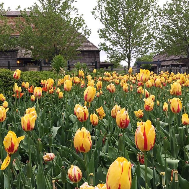 The tulips have gone wild at The Boathouse! 🌷🌷🌷 Brian and I were going to have dinner at one of 'our' special places tonight close to home, but surprisingly it was closed... So, we trekked down to Forest Park, which isn't really close at