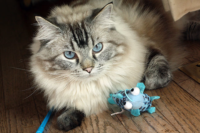 Rose-and-her-toy