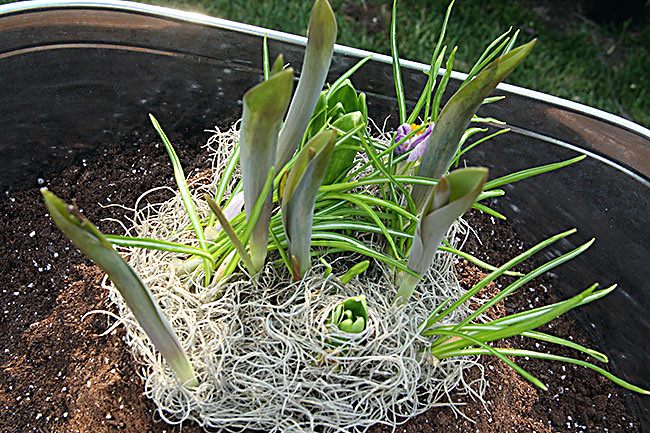 Aut_Bulbs