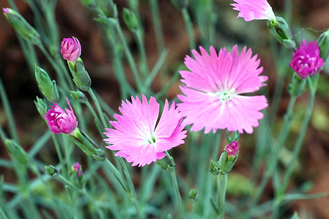 Front_Blooms