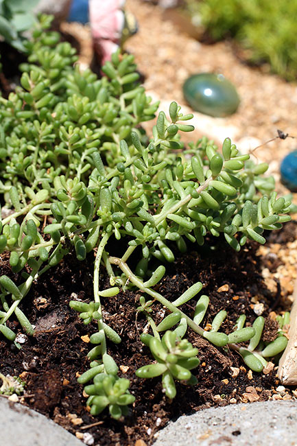 Plant3